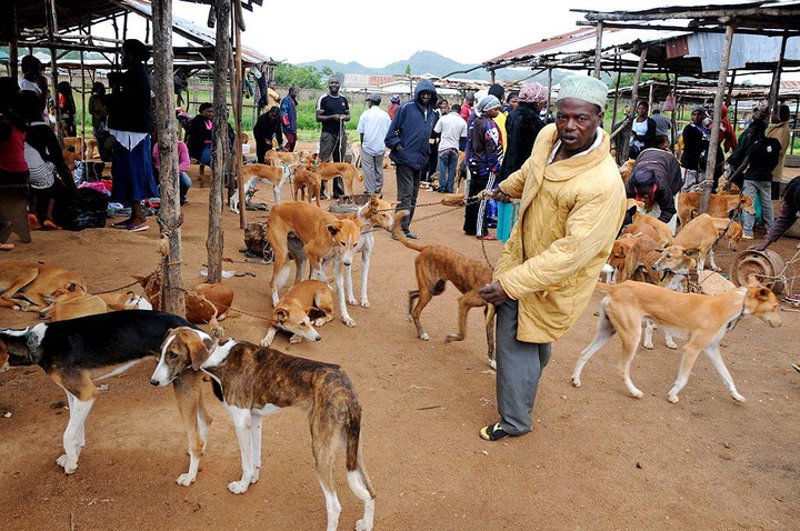 Dogs in a Bauchi market