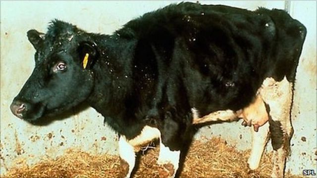 A cow suffering from mad cow disease