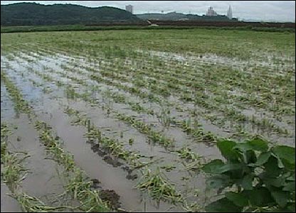 Rice farm destroyed by flood