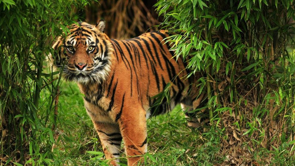 Killer tiger shot dead in India