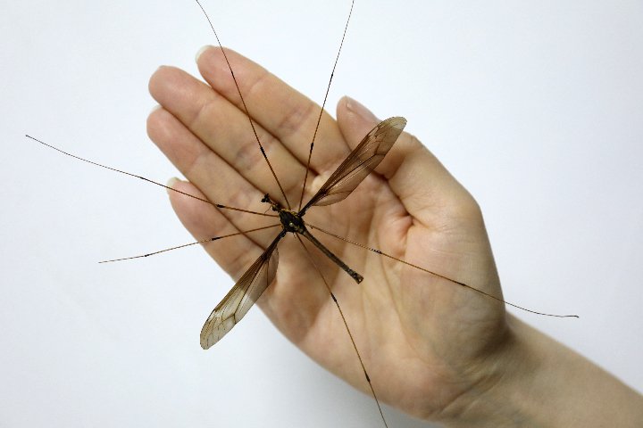 The world’s biggest mosquito enters Guinness Records