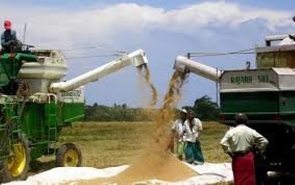 Rice importation not increasing – Farmers