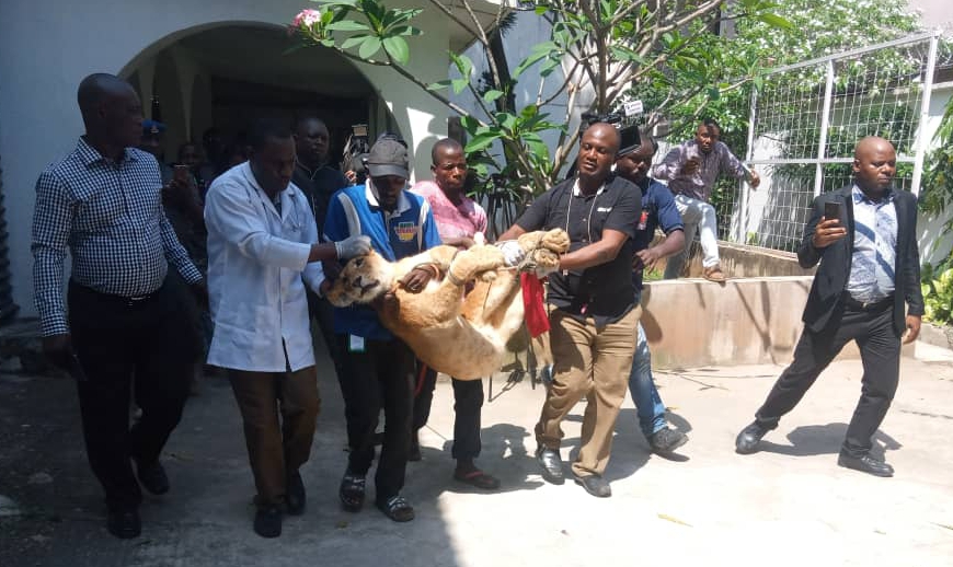 LASG evacuates lion from private residence to Lekki Zoo